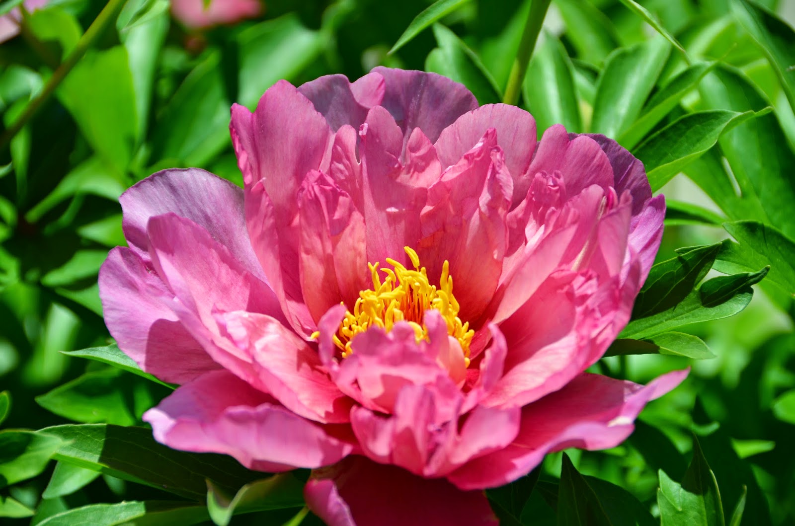 Пионы Пинк Дабл - описание, характеристики, посадка, выращивание, отзывы Пионы Пинк Дабл: описание, характеристики, посадка, выращивание, отзывы